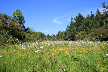 Image showing Flower Field