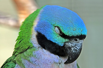 Image showing Sleeping Parrot