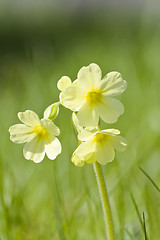 Image showing Cowslip