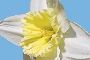 Image showing White Daffodil