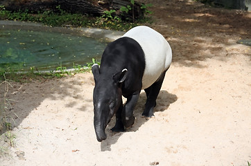 Image showing Malayan Tapir