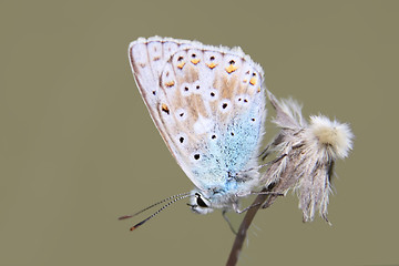 Image showing Butterfly