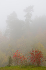 Image showing Autumn Bush in Fog