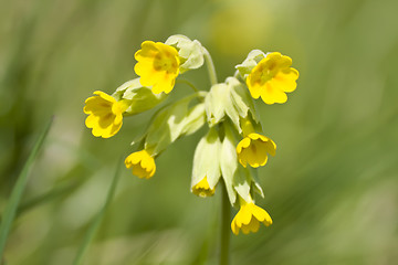 Image showing Cowslip