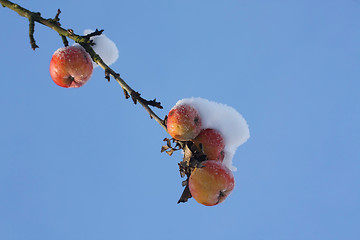 Image showing Frozen Apples