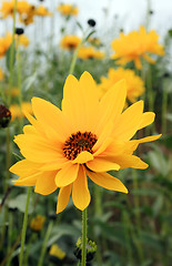 Image showing Yellow Flower