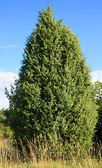 Image showing Fir Tree