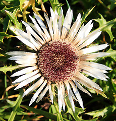 Image showing Carline Thistle