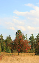 Image showing Autumn Tree