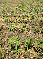 Image showing Springtime Corn Field