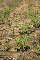 Image showing New Corn Sprouts