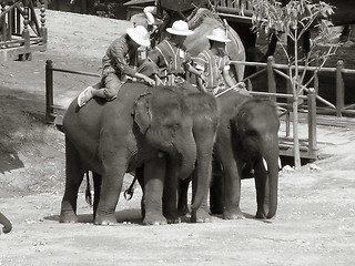 Image showing elephants at work