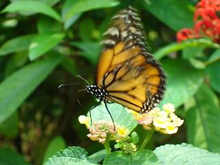 Image showing Butterfly in flight