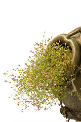 Image showing ceramic pot Greek style with small pink flowers