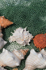 Image showing Sea Shells