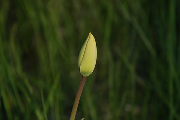 Image showing Tulip