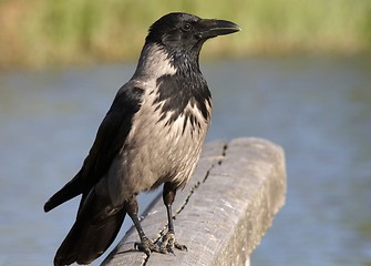 Image showing Hooded Crow.