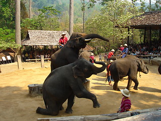 Image showing Elepahant camp thailand