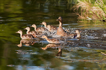 Image showing Fleeing Family of Ducks