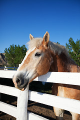 Image showing Horse in Corral