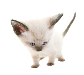 Image showing Funny Siamese Kitten