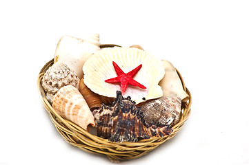 Image showing Sea shells