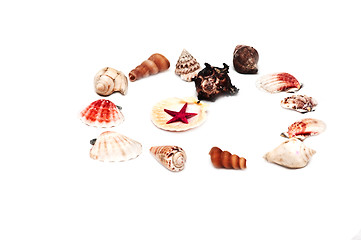 Image showing Sea shells