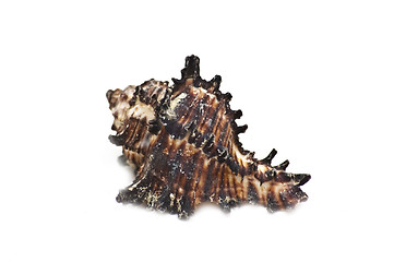 Image showing Sea shell