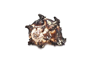 Image showing Sea shell