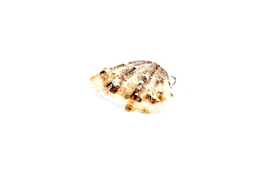 Image showing Sea shell