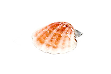 Image showing Sea shell