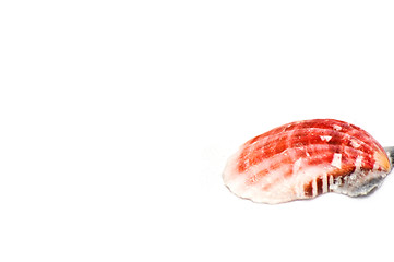 Image showing Sea shell