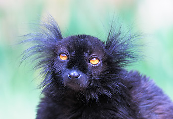 Image showing Black lemur