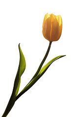 Image showing Yellow tulip