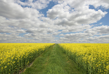 Image showing Dirty-track 