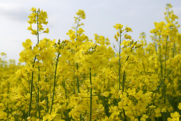 Image showing Field of rape