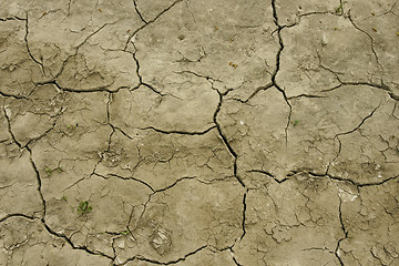 Image showing Field after drought