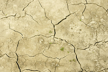 Image showing Field after drought