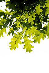 Image showing Oak leafs