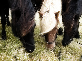 Image showing Horses