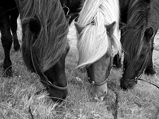 Image showing Horses eating grass