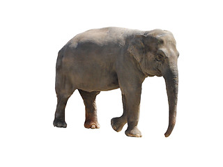 Image showing Elephant