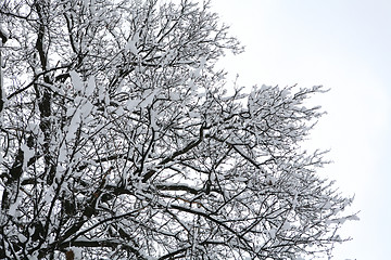 Image showing tree covered by snow