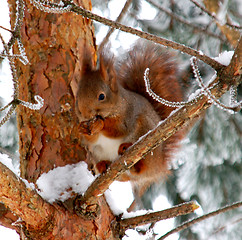 Image showing Squirrel