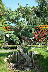 Image showing Bonsai tree