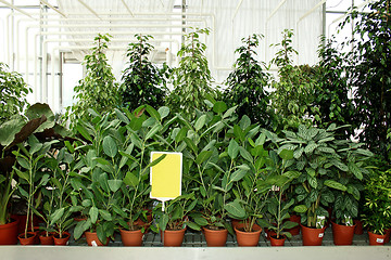 Image showing Plants in pots