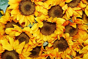 Image showing Sunflowers