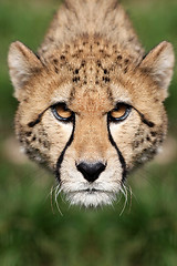 Image showing Cheetah - Acinonyx jubatus