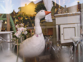 Image showing Goose