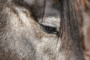 Image showing Portrait of a Horse